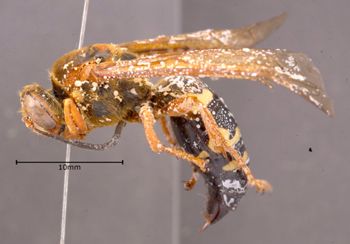 Media type: image;   Entomology 603057 Aspect: habitus lateral view